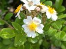 【柏市】ビオトープやカシニワ巡りGW編～バラや季節の花、新緑の見頃～