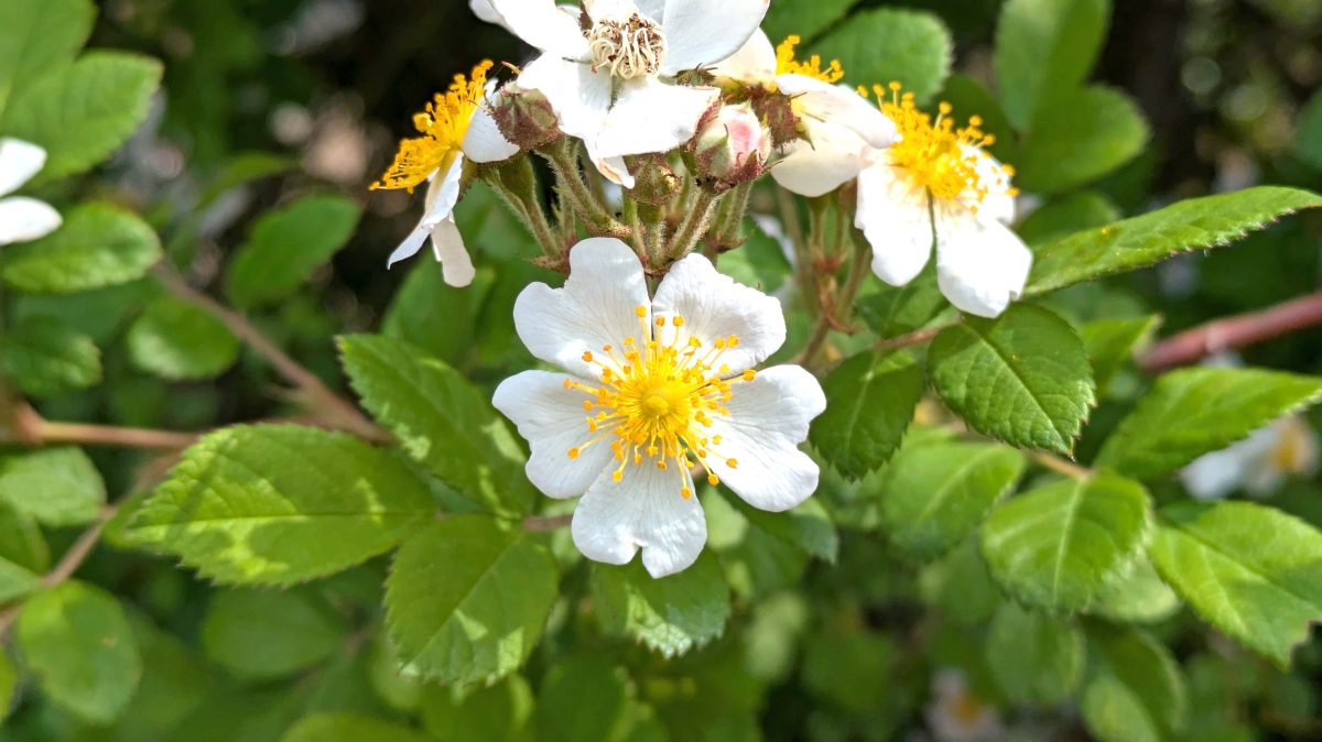 【柏市】ビオトープやカシニワ巡りGW編～バラや季節の花、新緑の見頃～