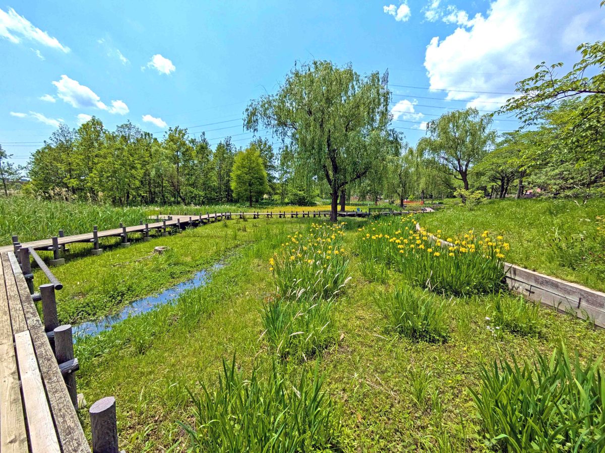 北柏ふるさと公園ビオトープ