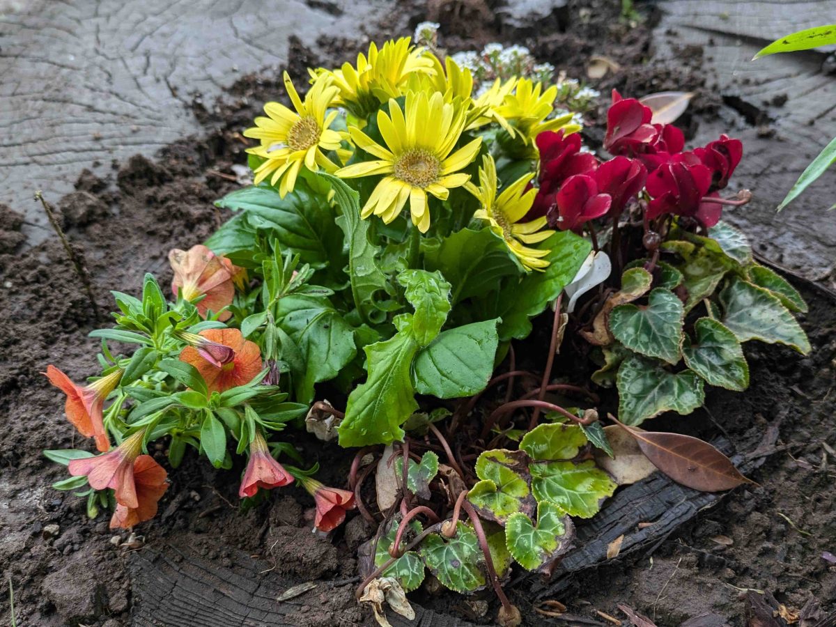 切り株の花壇の寄せ植え。神前ガーデンにて。