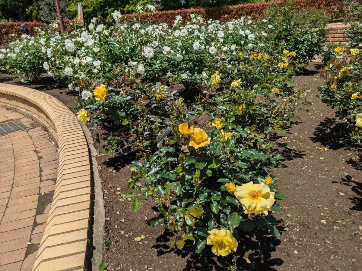 柏の葉公園のバラ園