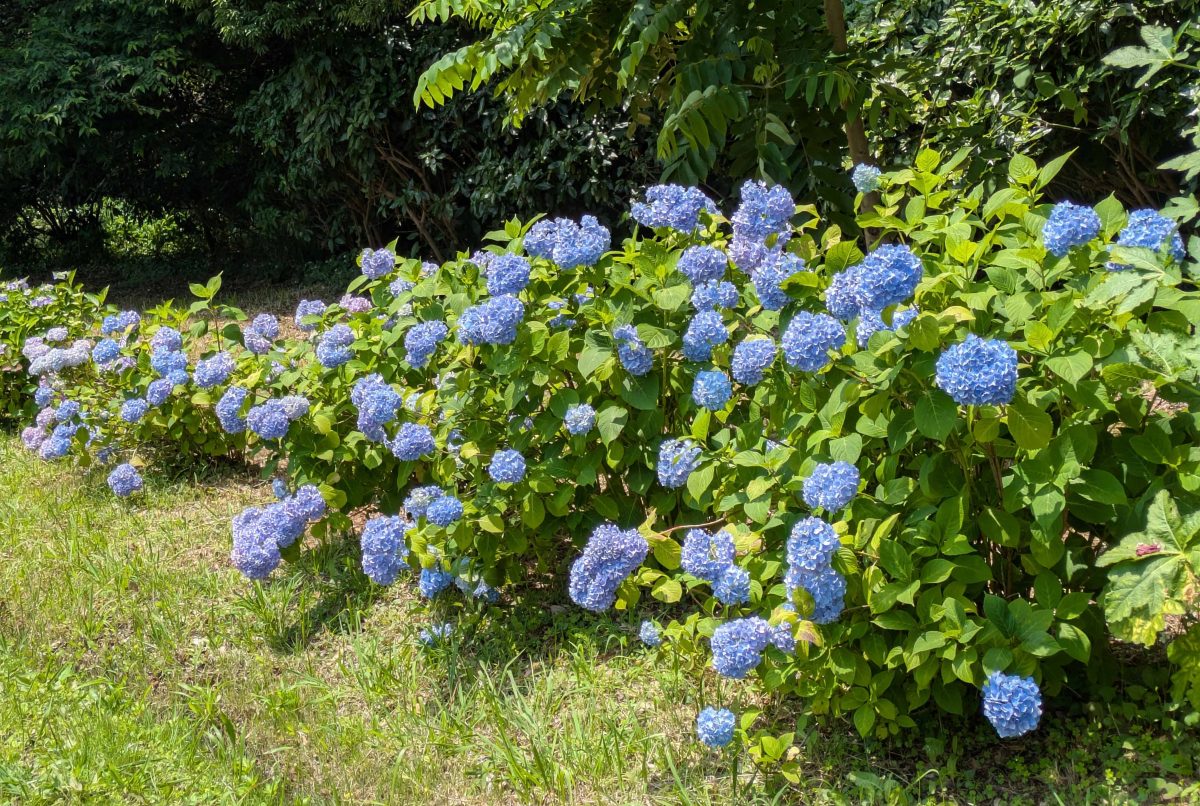 6月にはアジサイが見頃を迎えます。