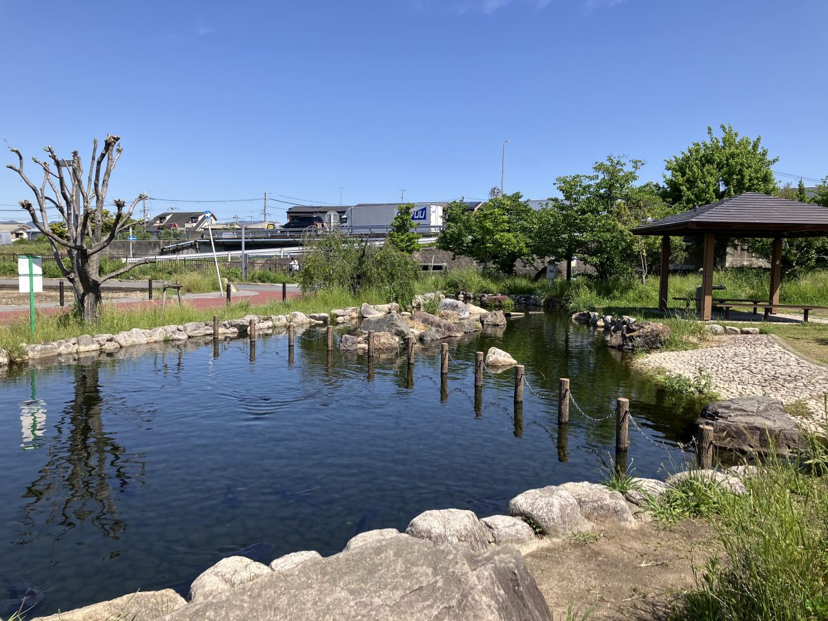 ビオトープのエリアには池があります。