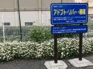 【茨木市】皇帝ダリアもお出迎え。静かで美しい花の小道『アドプト・リバー・穂積』