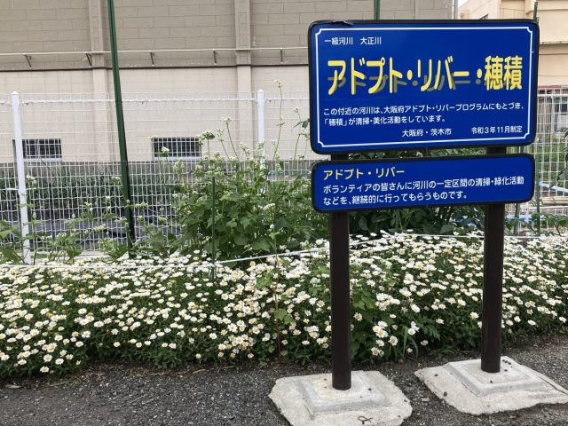 【茨木市】皇帝ダリアもお出迎え。静かで美しい花の小道『アドプト・リバー・穂積』
