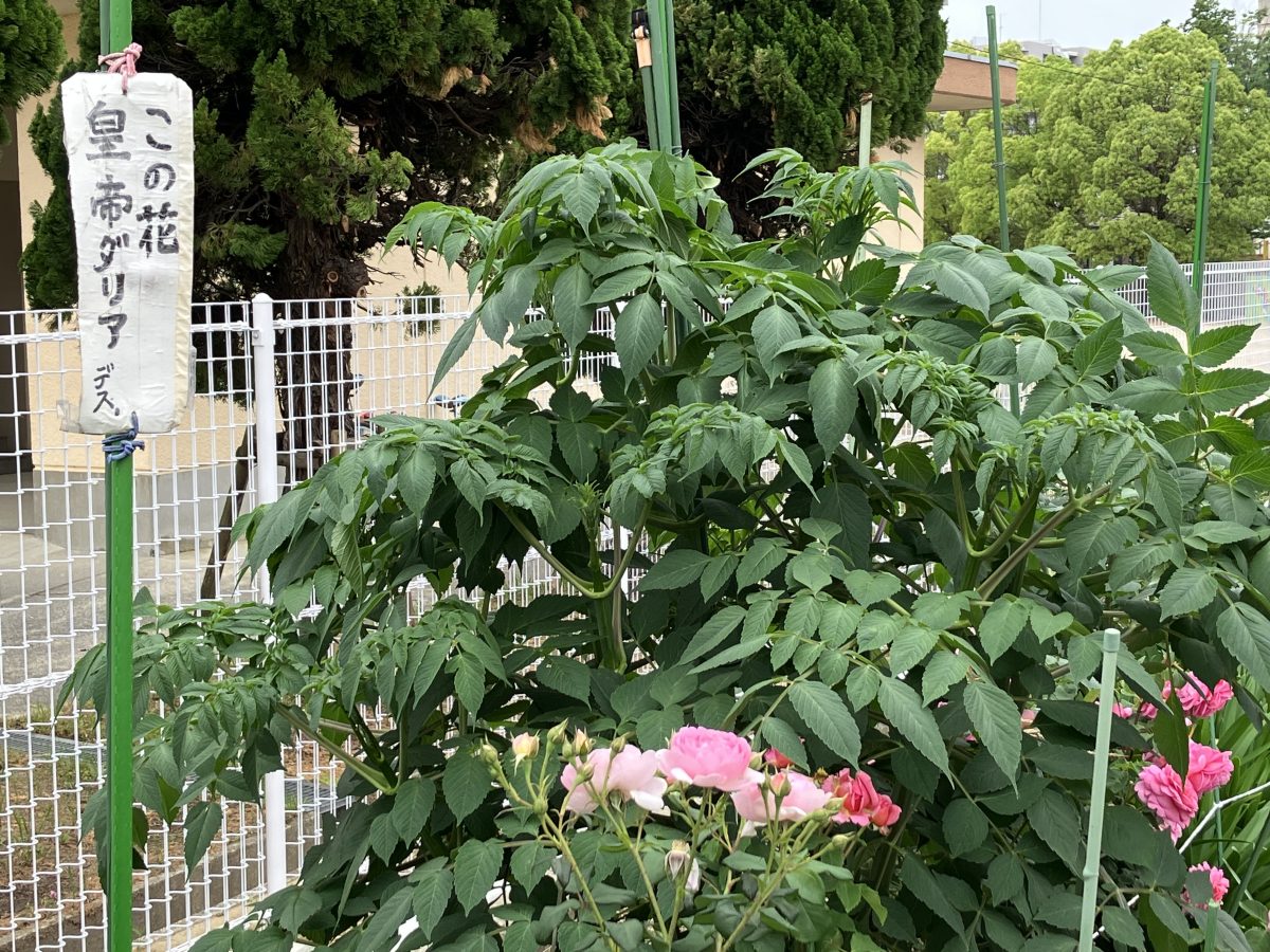 「この花は皇帝ダリアです」と書かれたか看板があちらこちらにありました。