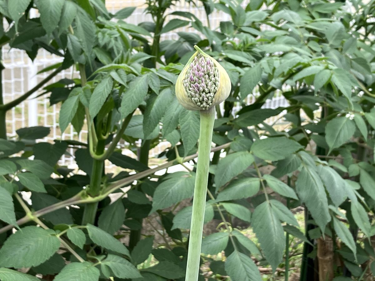 名前がわからない花もありました。調べながら花を楽しむのもいいですね。