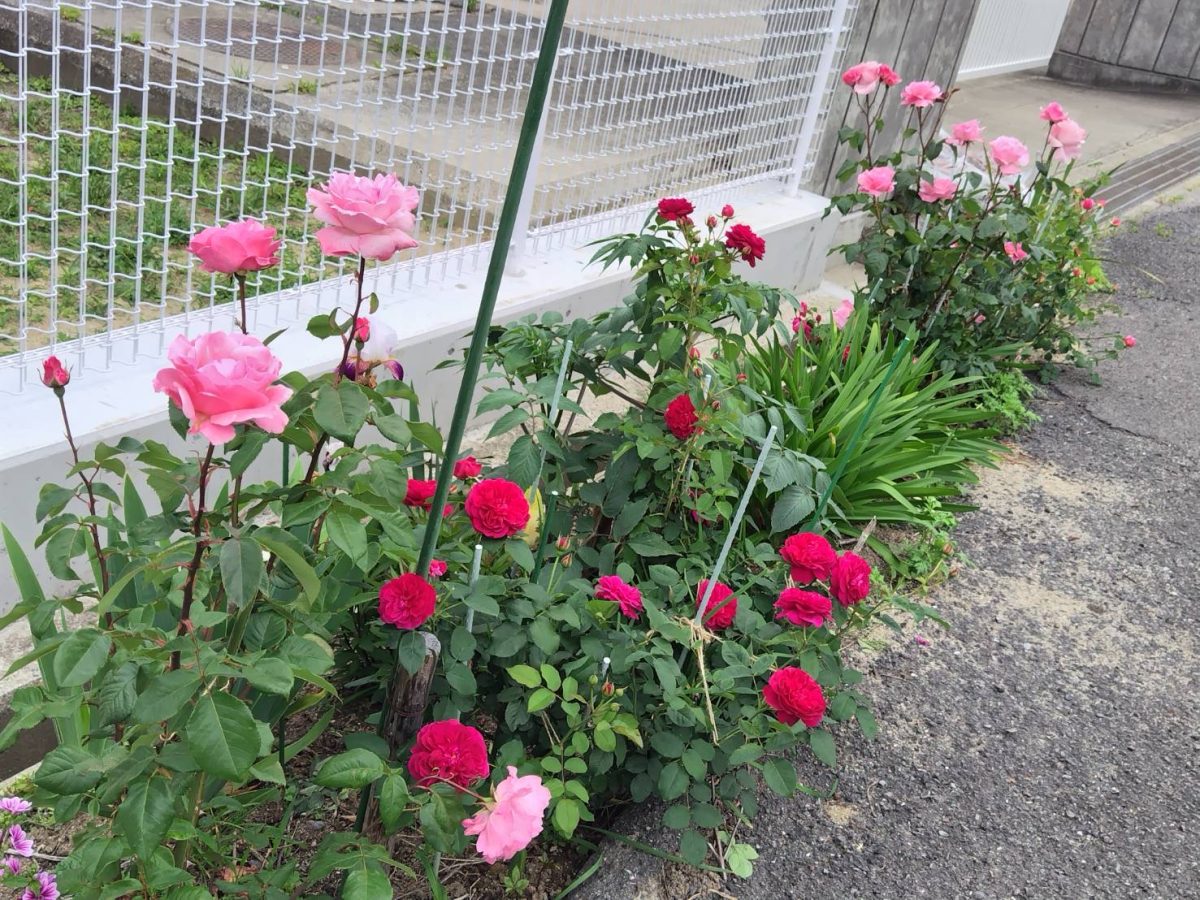遊歩道に植えられている花