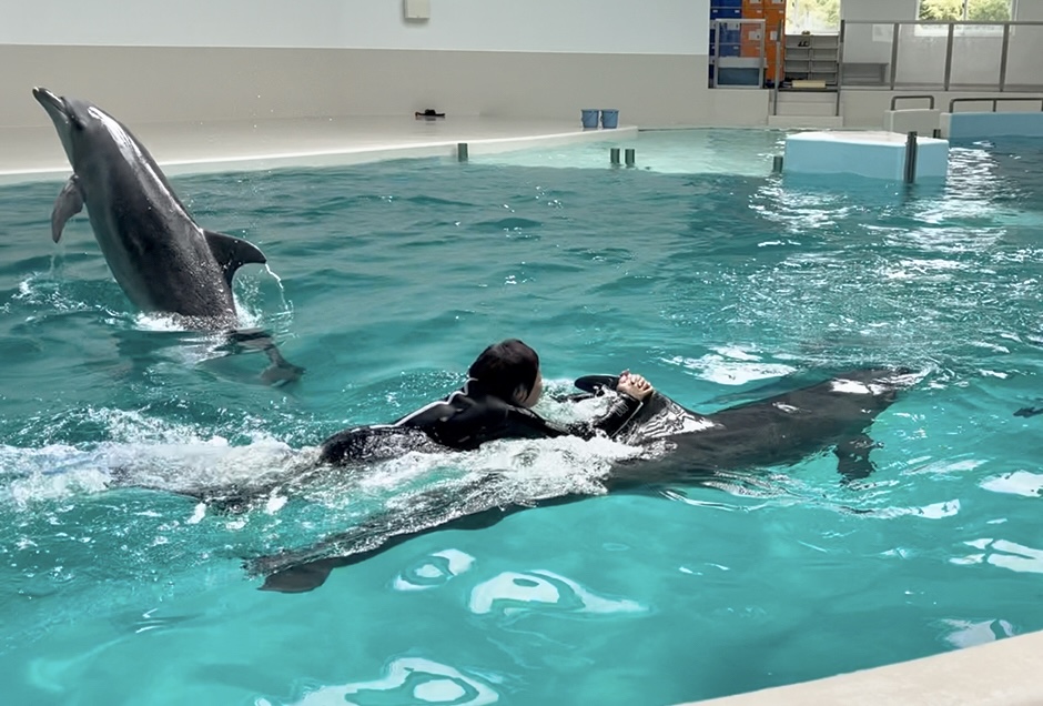 イルカと一緒に　是非ステキ体験を！