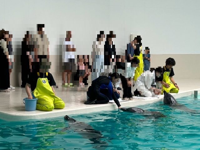 餌やり体験は　人気　小魚を　イルカの口へ！　小さい子も　勇気を持って　えいっ！て　投げてる姿がかわいい
