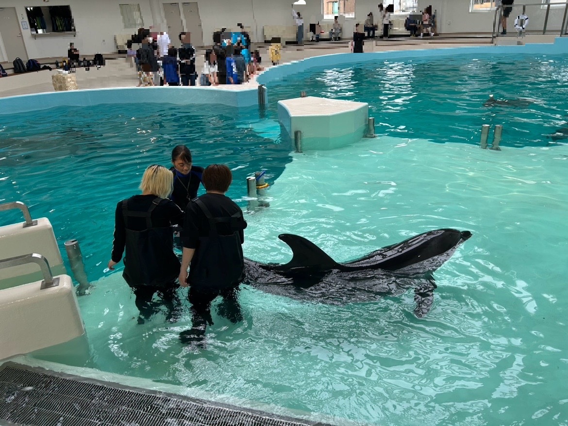 賢いイルカちゃんたちの　特技を目の前で　見ることができる　歌を歌ってくれたり　ご挨拶など　迫力満点