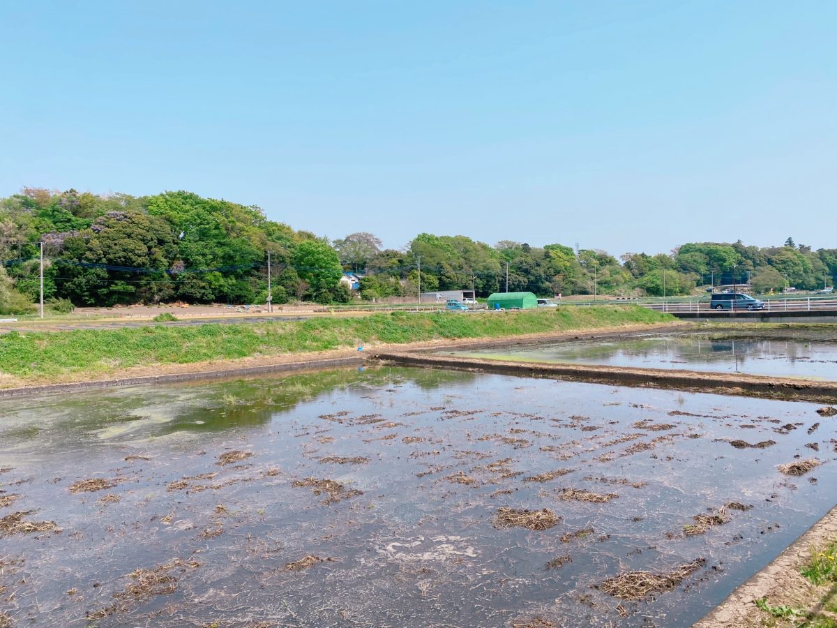 美しい田園風景、豊かな自然が残る前ヶ崎にある【流山お田んぼクラブ】さんの田んぼがフィールドに！！