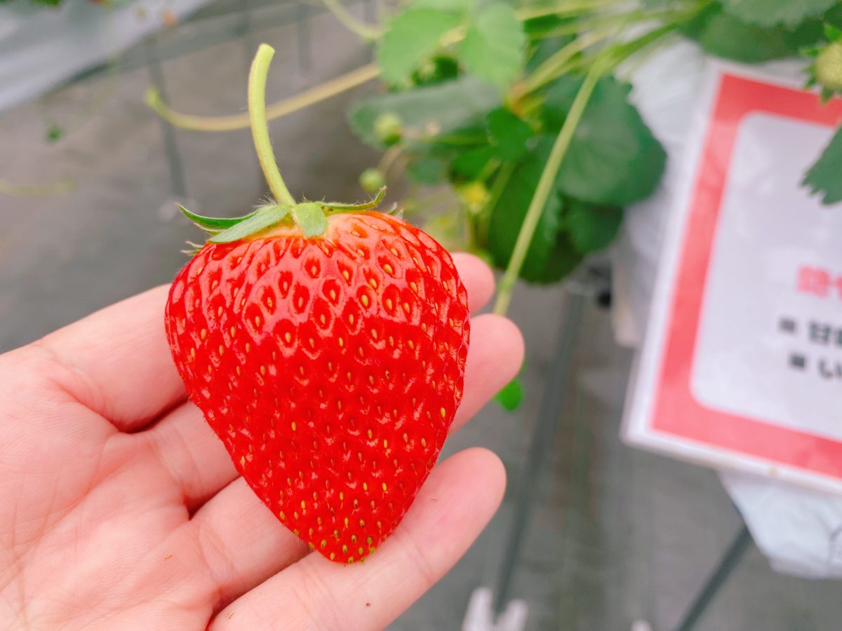 香りがよくて、甘さと酸味のバランスが絶妙！食べ比べをしてみたところ我が家の1番人気は〝かおり野″でした♡