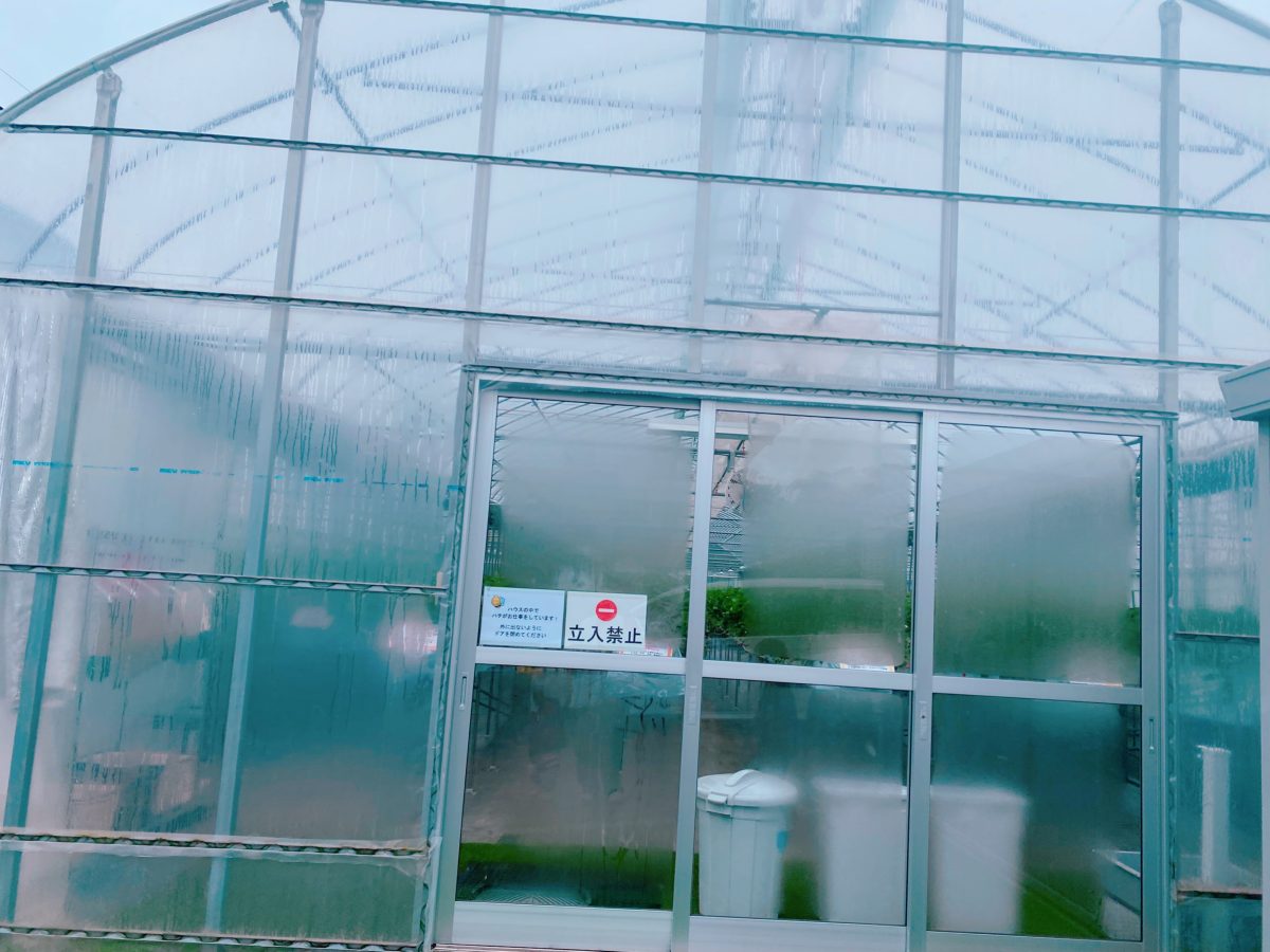 わくわく♩【ビニールハウス】の様子