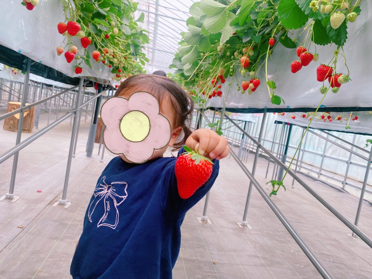 大きないちご♡とれたよー！！1歳娘のいちご狩りデビュー成功♩