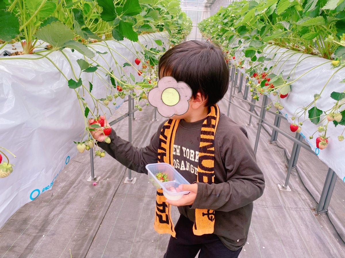 我が家のいちご王子⭐︎36個食べました(^^)水々しいいちご！タオルを肩にかけて、すぐに手を拭ける作戦は良かった〜