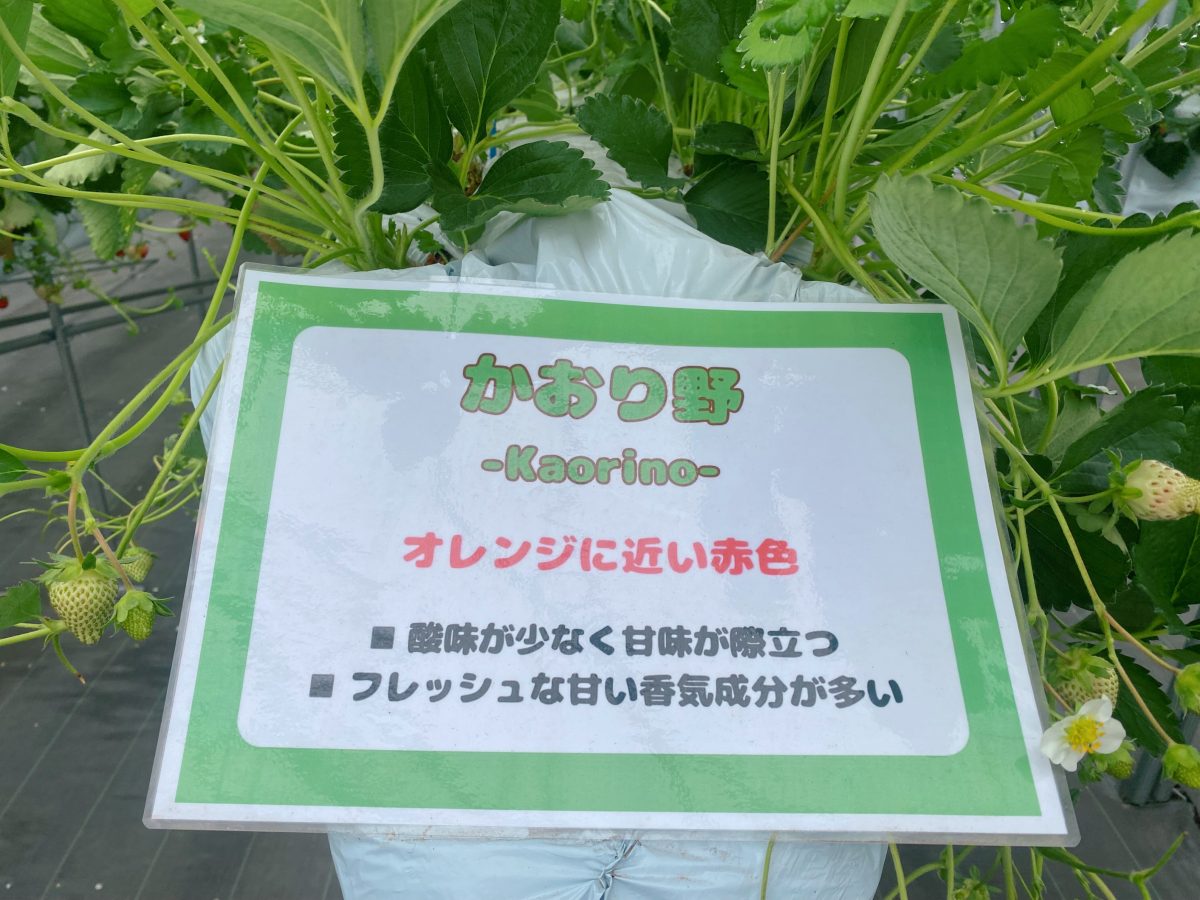【かおり野】品種の説明がわかりやすくいのも嬉しい！子どもと一緒に読みました(^-^)