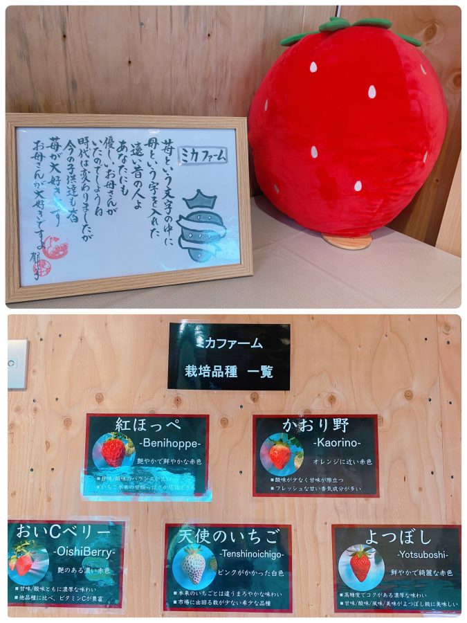 【いちごについて】いちご狩りは4種のいちご『紅ほっぺ』『かおり野』『おいCベリー』『よつぼし』が楽しめました・『天使のいちご』は売店で販売がありました