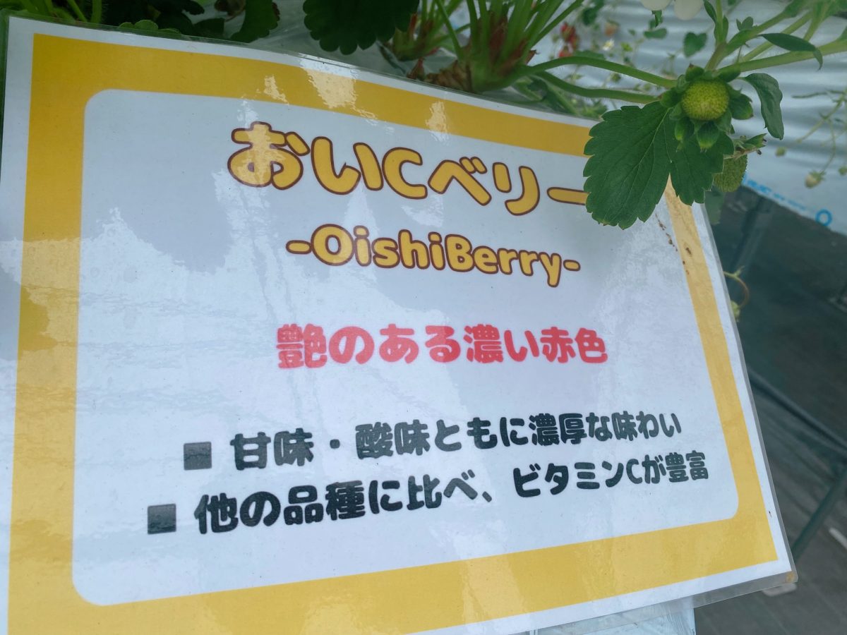 【おいCベリー】