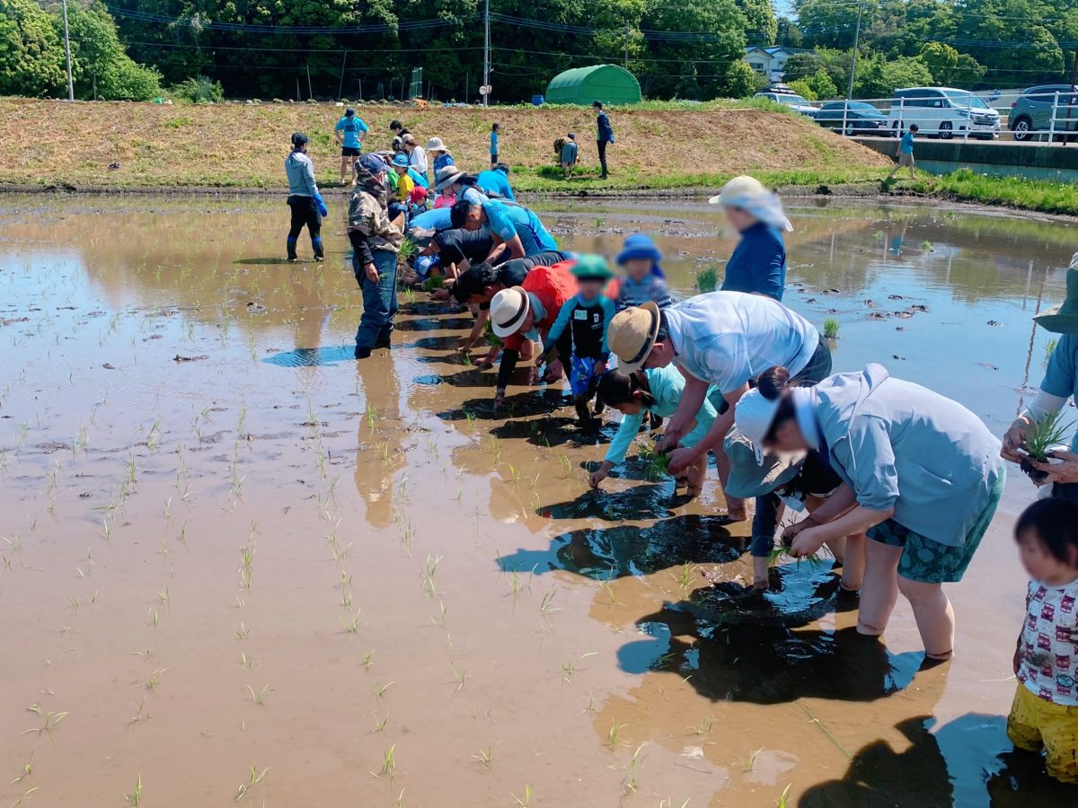 真剣な表情で苗を植える子どもたち(^^)泥に足を取られながらもみんな笑顔で植えていきます♩楽しいけど…けっこうキツイ！？腰にくる〜！でもこの泥の感触、なんだかクセにになる！！田植えは体力勝負〜