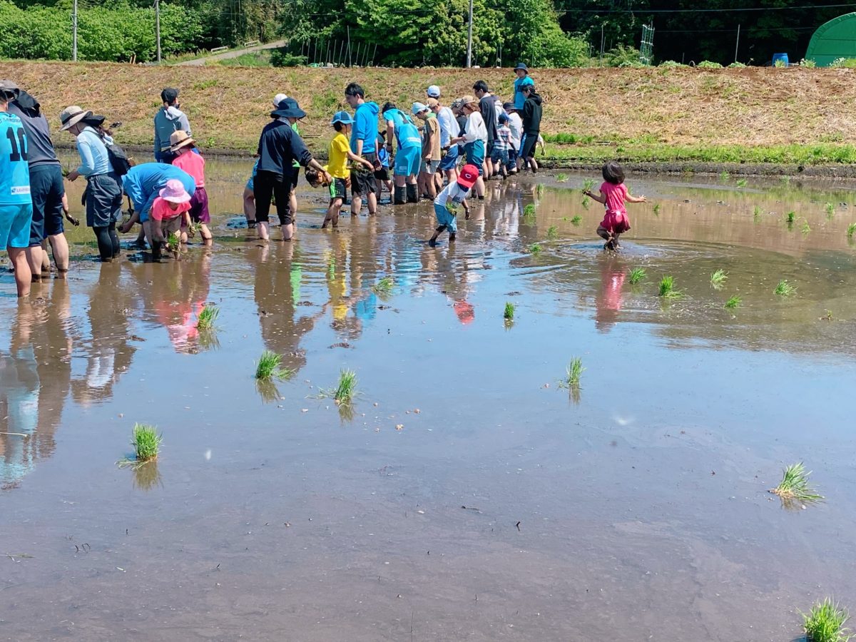 〝苗配りも大事な役割″苗はただ植えるだけじゃない！田んぼの中に、植える人がスムーズに動けるように苗を『ポーン！』と投げて配る工夫も、まさに知恵と体力の田んぼ仕事でした〜今回は泥に負け、離脱した息子は苗配りをお手伝いさせてもらい気持ち復活！〜