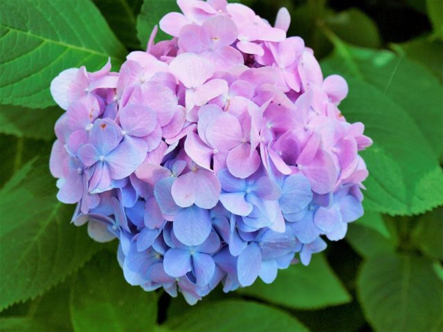 【吹田市】色とりどりのあじさいが咲き誇る「あじさい祭」が6月7日（土）～29日（日）に万博記念公園で開催！