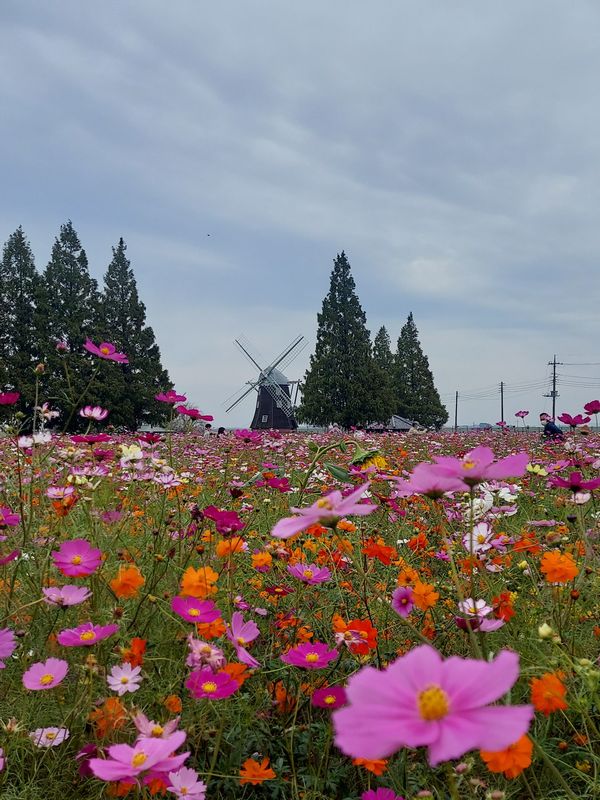 秋のあけぼの山農業公園。江戸時代から布施弁天・あけぼの山・手賀沼は柏の三大観光地として知られていました。