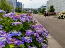 【七道】三宝水再生センターで約1,200株のあじさいを一般公開！6月5日（木）～8日（日）まで