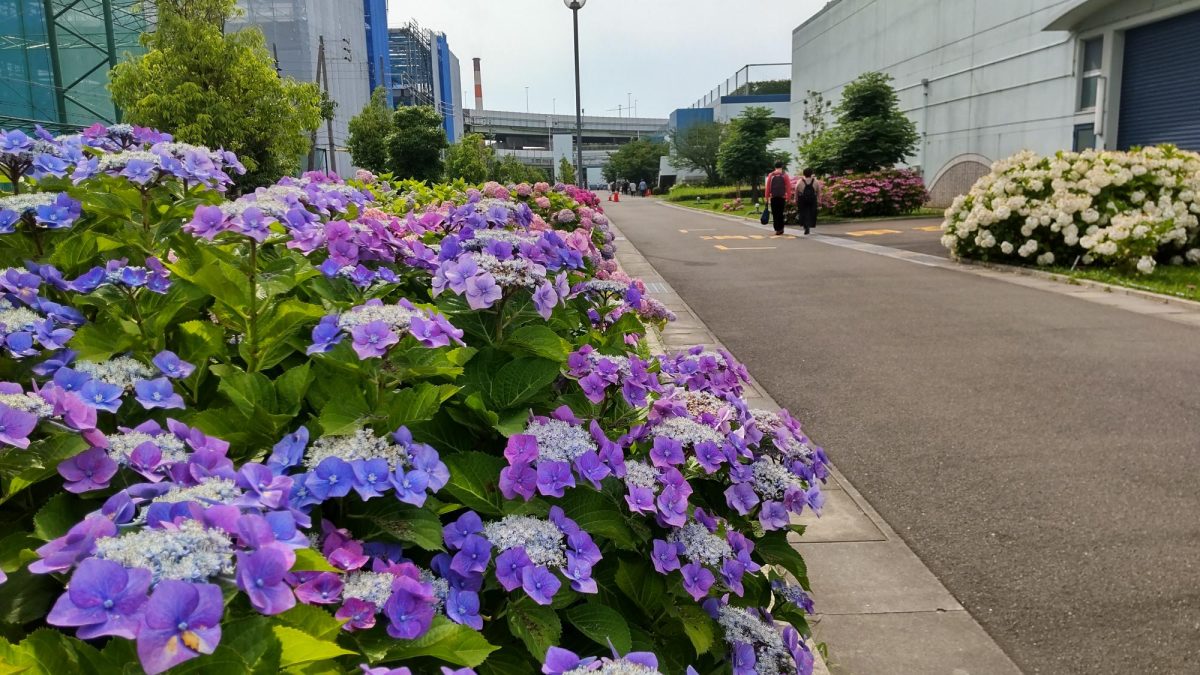 【七道】三宝水再生センターで約1,200株のあじさいを一般公開！6月5日（木）～8日（日）まで