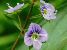 【松戸市】5月の根木内歴史公園の散歩道で見つけた【7種類】の野草たち