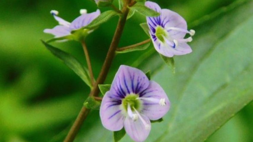 【松戸市】5月の根木内歴史公園の散歩道で見つけた【7種類】の野草たち