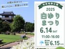 【池田市】白ゆりが咲き誇る初夏の一日。「白ゆりまつり2025」が6月14日(土)開催＠池田城跡公園