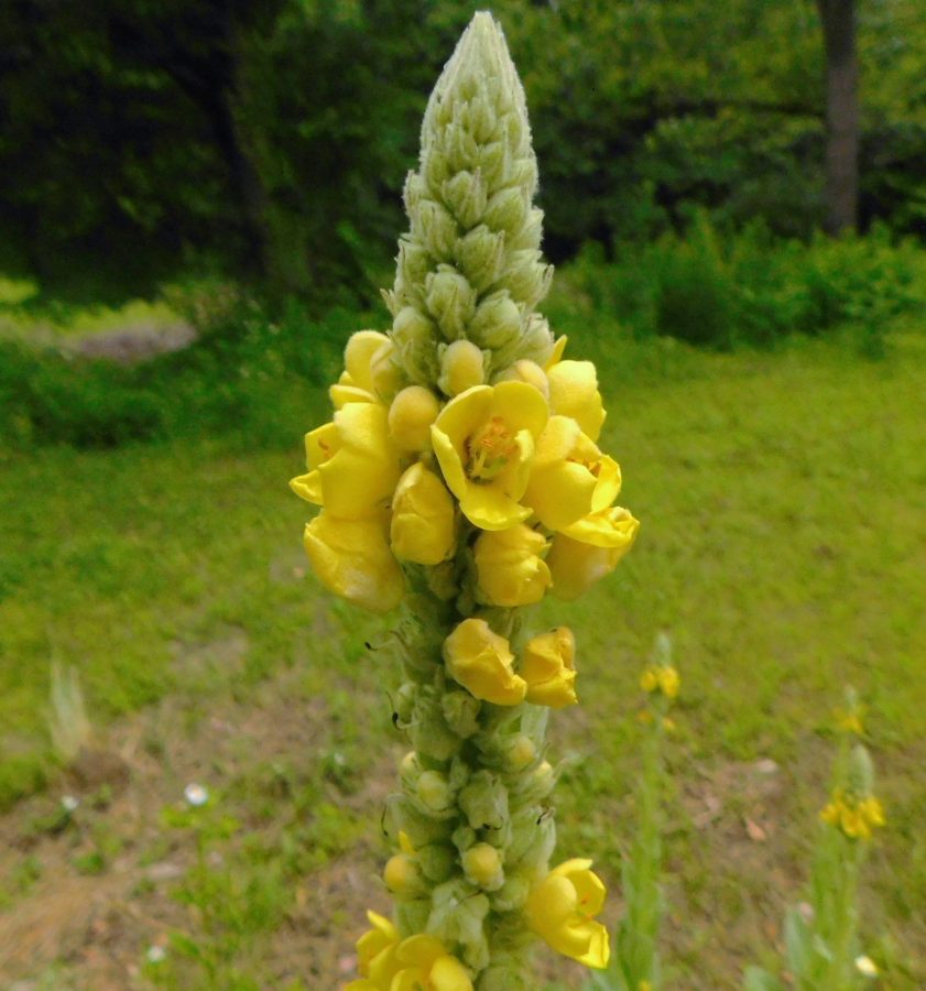 ビロードモウズイカの花