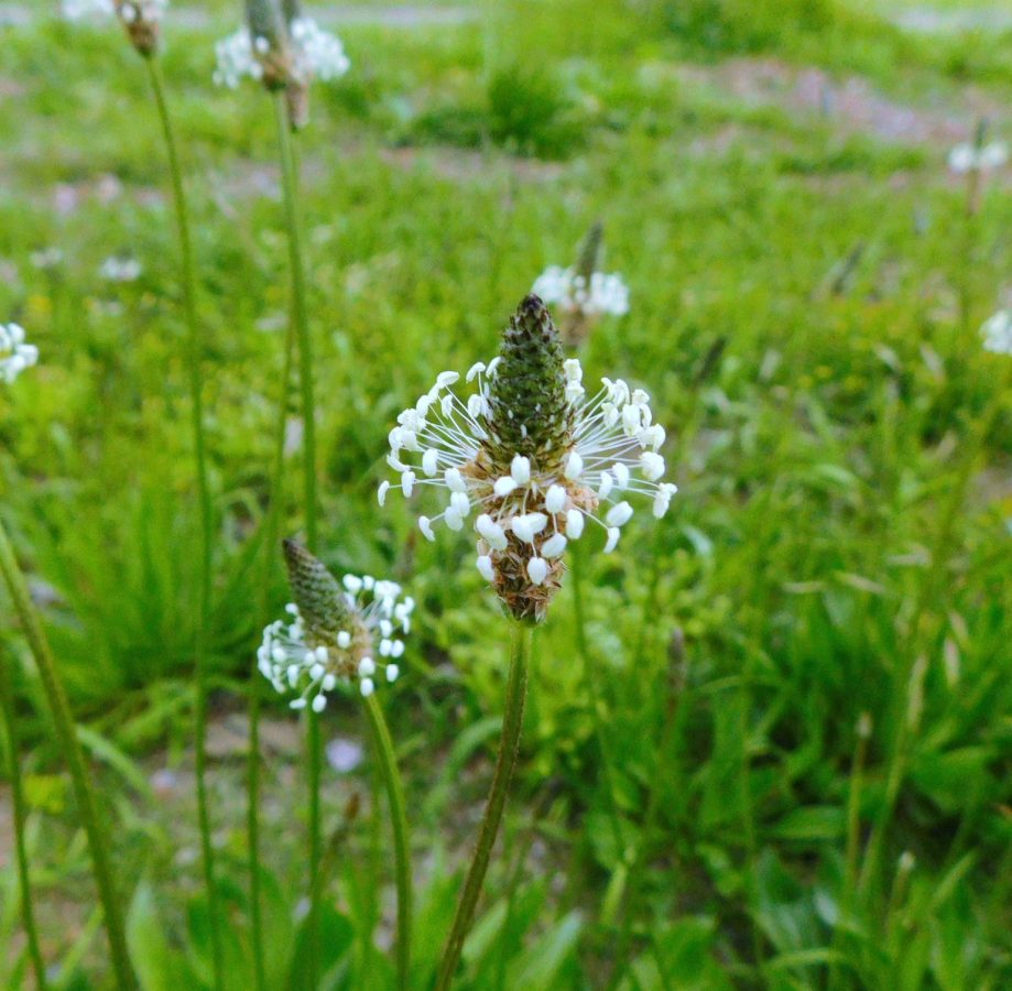 ヘラオオバコの花序　白色の雄しべが目立ちます