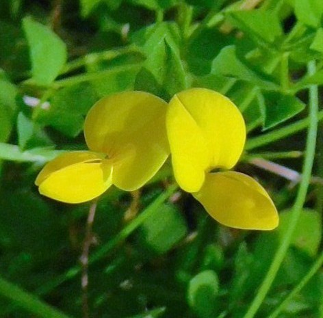 ミヤコグサの花　ふっくらした花の形がいい感じです 　一度優しく触ってみてください