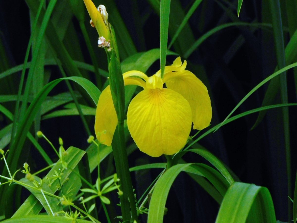キョウブの花　外側の花弁は大きく下に垂れる　内側の花弁は直立して形は小さい　左下の植物はヤエムグラで、種が出来ています