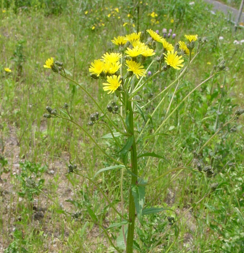 コウゾリナ　花はブタナに似ています