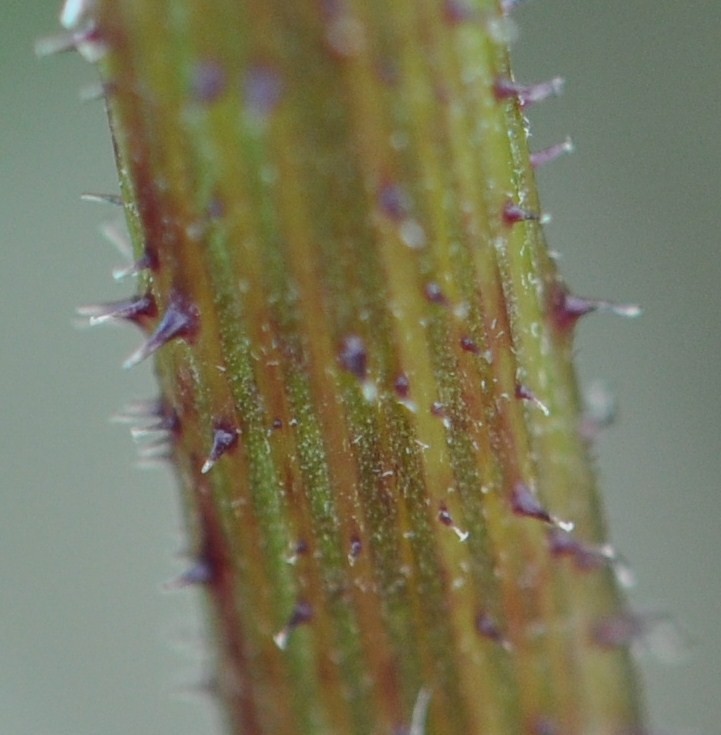 コウゾリナの茎　この刺がすごい　一度触ると名前の意味がよくわかります　勇気のある方はチャレンジを
