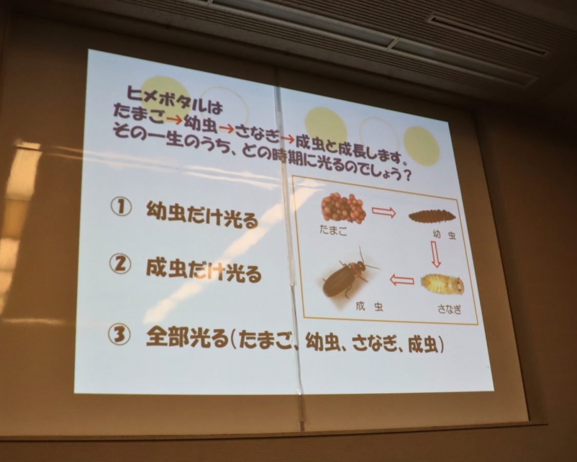 ホタルはサナギや幼虫、卵も光るって知ってた？