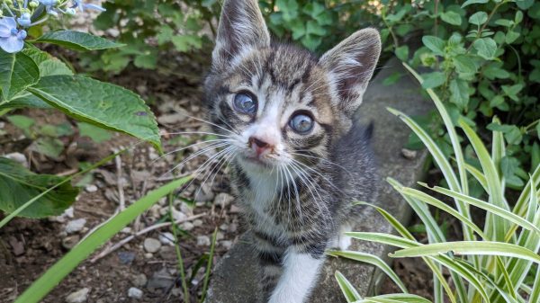 【松戸市】【流山市】【柏市】2025年7月のねこ情報～7/5(土),12(土),19(土) 保護猫譲渡会 by NPO法人にゃん2