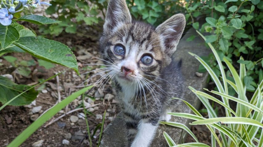 【松戸市】【流山市】【柏市】2025年7月のねこ情報～7/5(土),12(土),19(土) 保護猫譲渡会 by NPO法人にゃん2