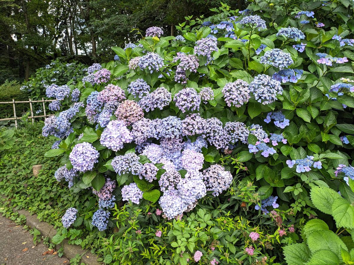 あじさいも見頃と推測。写真は昨年同日(2024年6月22日）、あけぼの山農業公園にて撮影