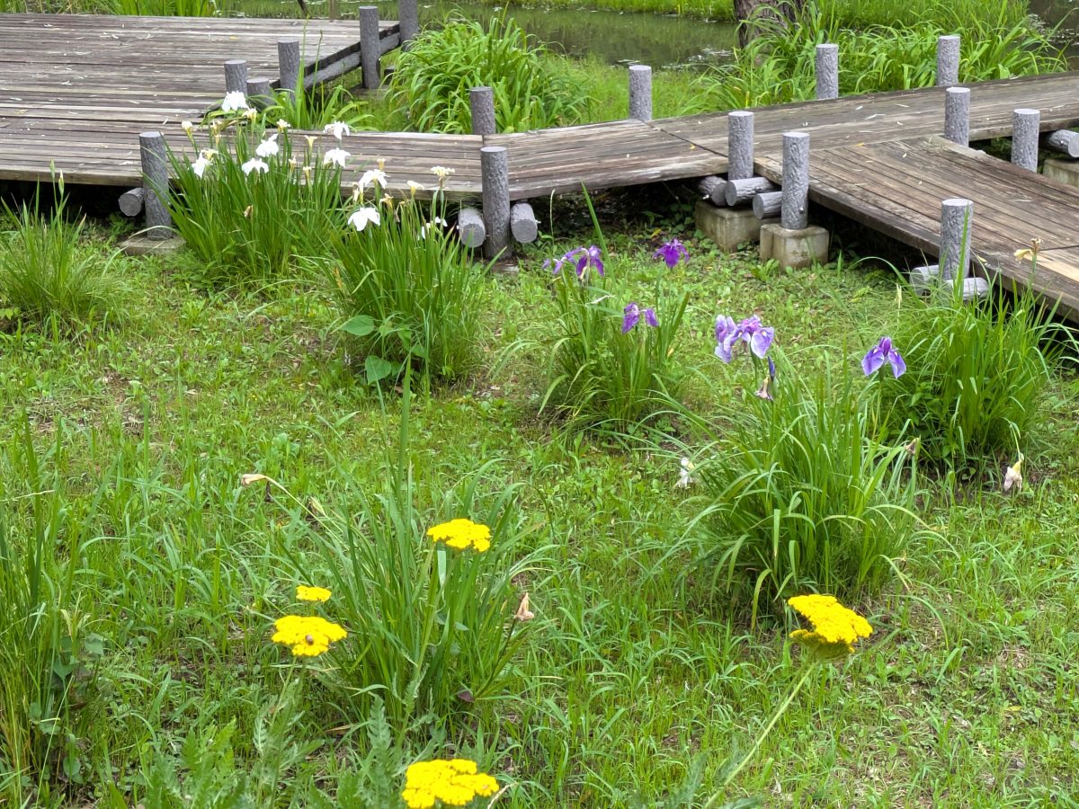公園内を散策