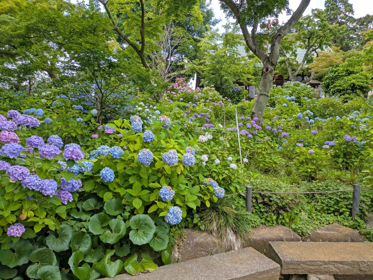 木の陰で見えにくいですが、右上に本堂が見えます。