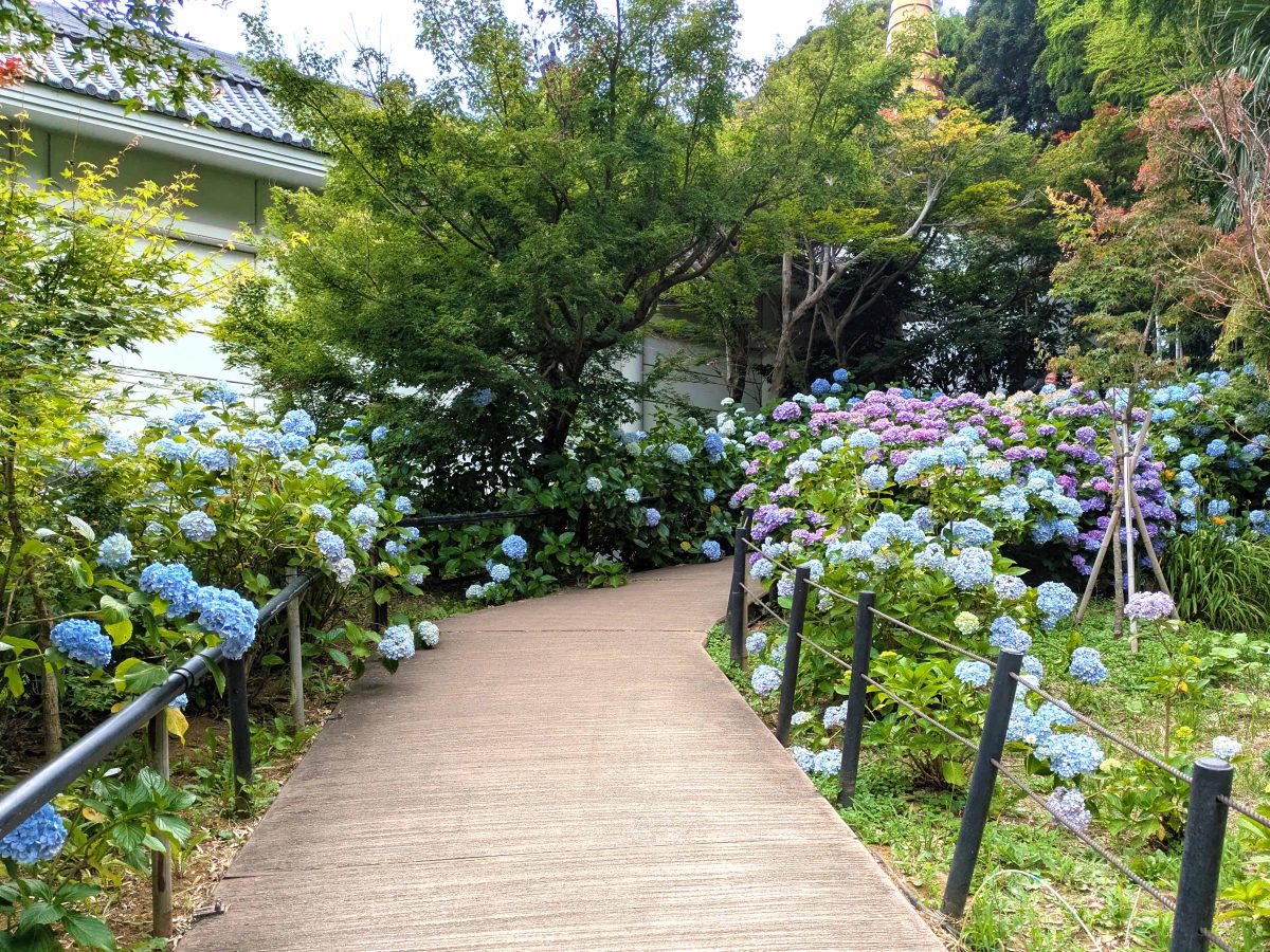 本堂から菖蒲池に向かう途中の急な坂。左右にあじさい。
