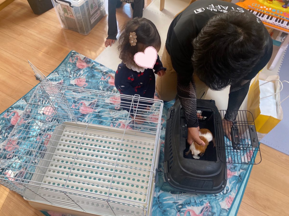 はじめまして！わが家にモルモットが運ばれてきた！