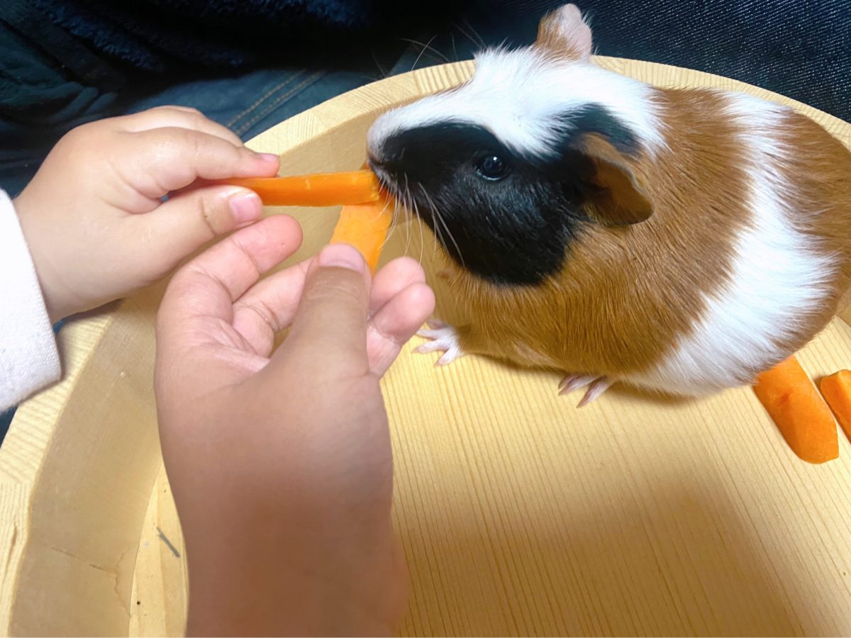 きょうだいコンビで仲良く餌やりタイム♪ おうちでいつでも餌やりできるから、サイダーくんはすっかり食いしん坊に♡