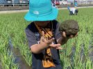 【流山市】〝流山お田んぼクラブ体験レポートvol.2〟田植えから1ヶ月、親子で学ぶお米ができるまで〜草取り編〜