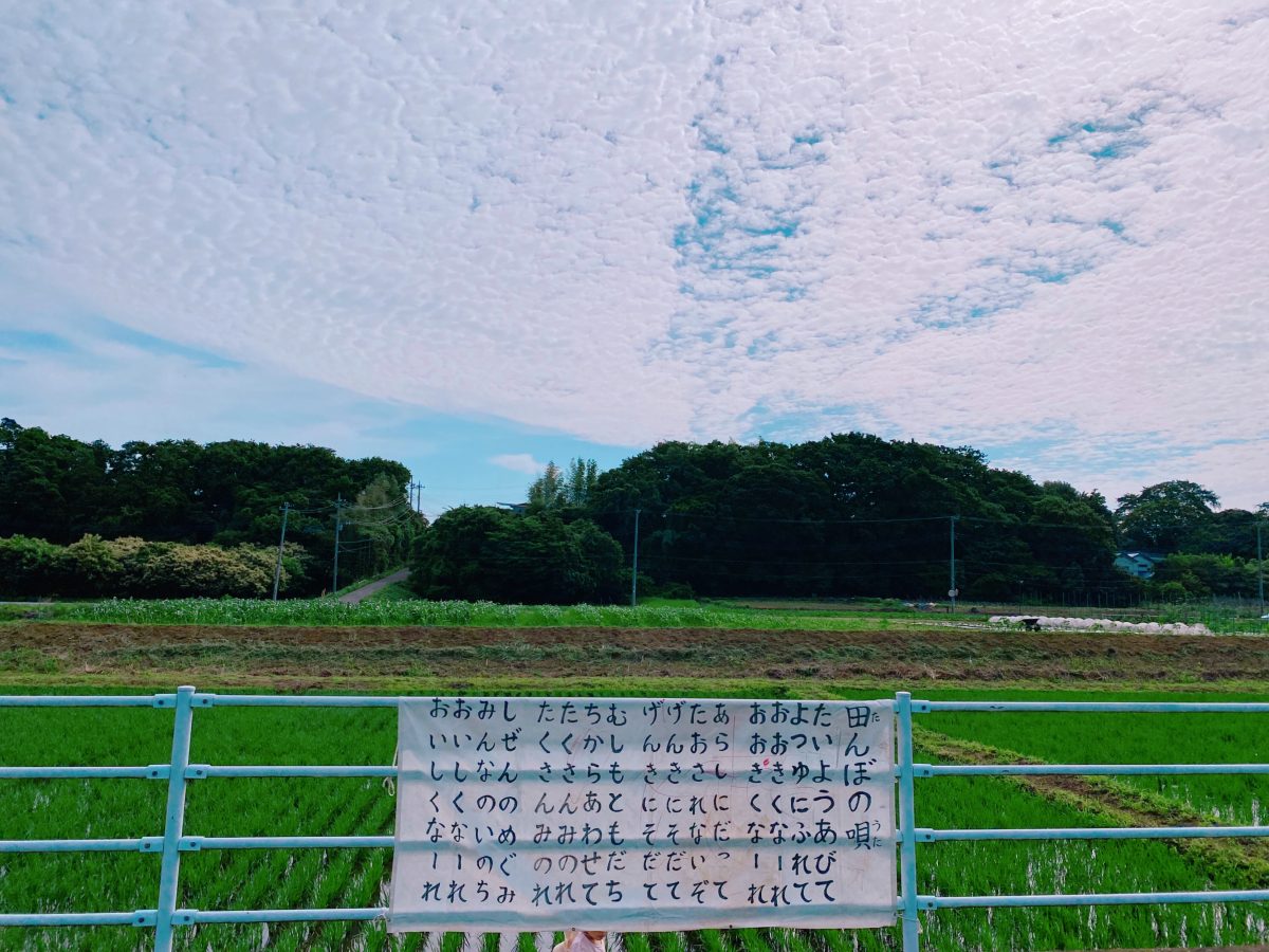 『青空と緑に囲まれた前ヶ崎の田んぼ』流れる風と共に、豊かな自然を五感で感じます