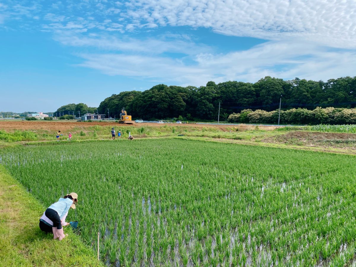 『1ヶ月ぶりの田んぼ！』草取りの日の朝、いち早く田んぼに駆け寄った子どもたち 「おたまじゃくしいるよ！」「アメンボ見つけた！」と、 生きもの探しが始まっていました(^^)